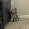 cat, scottish_fold, curious, carpet, indoor, furniture, couch, leather, wall, power_outlet, pet, animal, cute, ears, sitting, gray_cat, home, floor, staring, whiskers