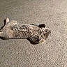 Moon is registered to the contest to win money with this photo: cat, gray_cat, carpet, indoor, pet, feline, lying_down, curious, paws, fluffy, whiskers, tail, relaxed, cute, animal, domestic_animal, fur, playful, wide_eyes, resting