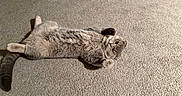 Moon is registered to the contest to win money with this photo: animal, carpet, cat, cute, domestic_cat, feline, fluffy, fur, gray_cat, indoor, looking_up, lying_down, paws, pet, playful, relaxed, resting, soft_texture, tail, whiskers
