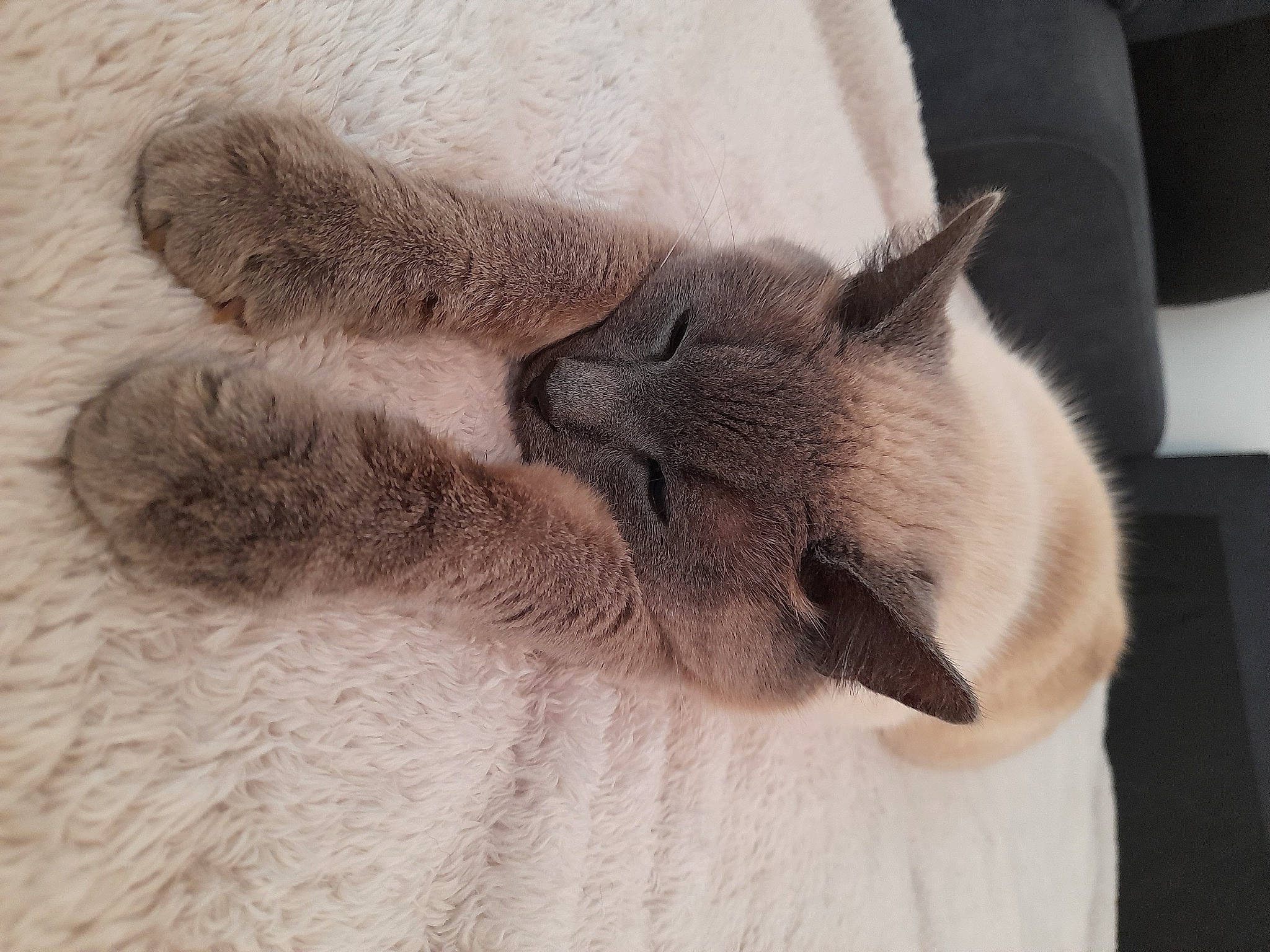 Poupi a rejoint le concours — aidez-le/la à gagner de superbes lots ! balinese, carnivore, cat, claw, comfort, domestic_short_haired_cat, ear, fawn, felidae, fur, gesture, grey, nap, paw, siamese, small_to_medium_sized_cats, snout, tail, thai, whiskers