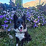 canine, collar, daylight, dog, flora, flowers, garden, grass, greenery, happy, mountain, nature, outdoor, pet, plants, purple_flowers, scenic, smiling, sunny, white_flowers
