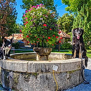 Rocky Et Vanille participe au concours pour gagner de l'argent avec cette photo : dog, fountain, flowers, hanging_basket, stone, park, bench, tree, greenery, sunny, outdoor, blue_sky, leash, grass, nature, pet, canine, daytime, smiling, animal