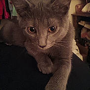 Syren is registered to the contest to win money with this photo: animal, background, cat, close_up, clothing, cozy, curious, dim_lighting, ears, eyes, face, feline, furniture, gray_cat, home, indoor, paw, pet, soft_fur, whiskers