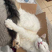 Angie joined the competition — help win amazing prizes! blanket, cardboard_box, cat, closed_eyes, cozy, crossed_legs, cute, fluffy, fur, gray_fur, home, indoor, paws, pet_brush, pink_nose, relaxation, sleeping, tile_floor, water_bottle, white_fur