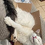 blanket, cardboard_box, cat, closed_eyes, cozy, crossed_legs, cute, fluffy, fur, gray_fur, home, indoor, paws, pet_brush, pink_nose, relaxation, sleeping, tile_floor, water_bottle, white_fur