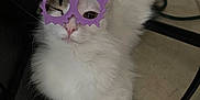 Angie is registered to the contest to win money with this photo: animal, cat, close_up, cute, domestic_cat, feline, floor, fluffy, funny_glasses, indoor, one_eye_closed, pet, playful, purple_glasses, resting, tile_floor, toy_glasses, whiskers, white_cat, winking