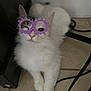 animal, cat, close_up, cute, domestic_cat, feline, floor, fluffy, funny_glasses, indoor, one_eye_closed, pet, playful, purple_glasses, resting, tile_floor, toy_glasses, whiskers, white_cat, winking