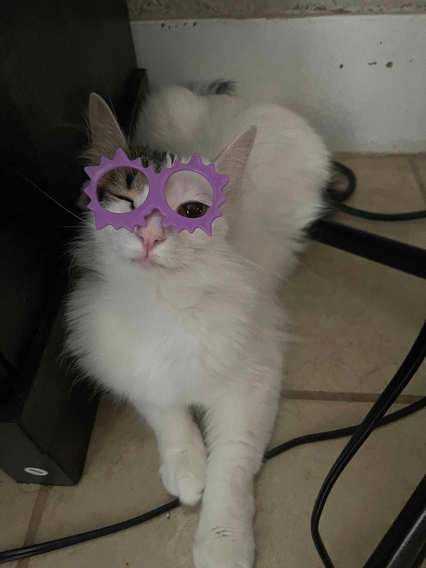 Angie is registered to the contest to win money with this photo: animal, cat, close_up, cute, domestic_cat, feline, floor, fluffy, funny_glasses, indoor, one_eye_closed, pet, playful, purple_glasses, resting, tile_floor, toy_glasses, whiskers, white_cat, winking