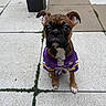 Fenway joined the competition — help win amazing prizes! dog, puppy, boxer, brown_dog, sitting, outdoor, patio, pavement, tile, football_jersey, sportswear, purple_clothing, pet, animal, portrait, looking_at_camera, floppy_ears, black_muzzle, white_chest, paws