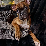 Fenway joined the competition — help win amazing prizes! dog, puppy, brindle, boxer, pet, animal, portrait, face, eyes, ears, paws, white_chest, sitting, couch, blanket, home, indoors, living_room, cozy, cute