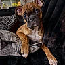 dog, puppy, brindle, boxer, pet, animal, portrait, face, eyes, ears, paws, white_chest, sitting, couch, blanket, home, indoors, living_room, cozy, cute
