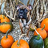 Fenway is registered to the contest to win money with this photo: dog, puppy, boxer, pet, animal, portrait, pumpkin, pumpkin_patch, autumn, fall, harvest, outdoor, corn_stalks, gourds, orange, green, harness, leash, gravel, close_up