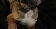 Fenway joined the competition — help win amazing prizes! dog, puppy, bulldog, french_bulldog, pet, animal, portrait, close_up, brown_fur, white_chest, floppy_ears, upright_ear, large_eyes, wrinkled_face, black_nose, paws, blanket, indoor, sitting, cute