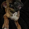 dog, puppy, bulldog, french_bulldog, pet, animal, portrait, close_up, brown_fur, white_chest, floppy_ears, upright_ear, large_eyes, wrinkled_face, black_nose, paws, blanket, indoor, sitting, cute