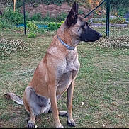 Lasko participe au concours pour gagner de l'argent avec cette photo : dog, belgian_malinois, sitting, grass, garden, outdoor, pet, animal, collar, fence, greenery, nature, alert, canine, mammal, side_view, fur, ears, snout, daytime