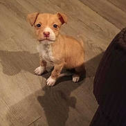 Cheerio joined the competition — help win amazing prizes! puppy, dog, floor, wooden_floor, indoor, pet, small_dog, brown, white, cute, young, animal, canine, looking_up, shadow, ears, sitting, household, flooring, domestic_animal