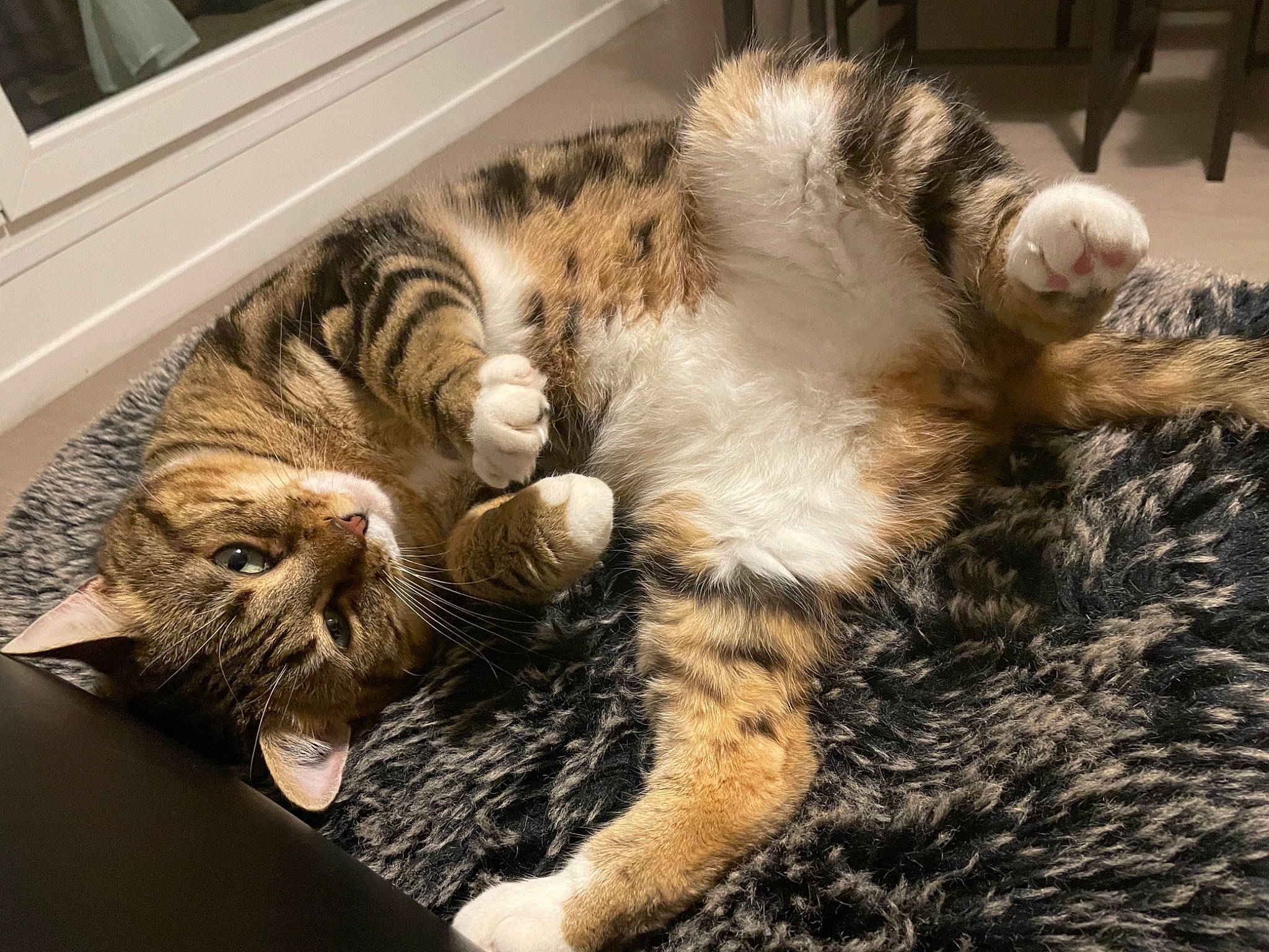 Tigrou participe au concours pour gagner de l'argent avec cette photo : bed, carnivore, cat, claw, comfort, domestic_short_haired_cat, felidae, fur, nap, paw, sleep, small_to_medium_sized_cats, snout, tail, terrestrial_animal, whiskers