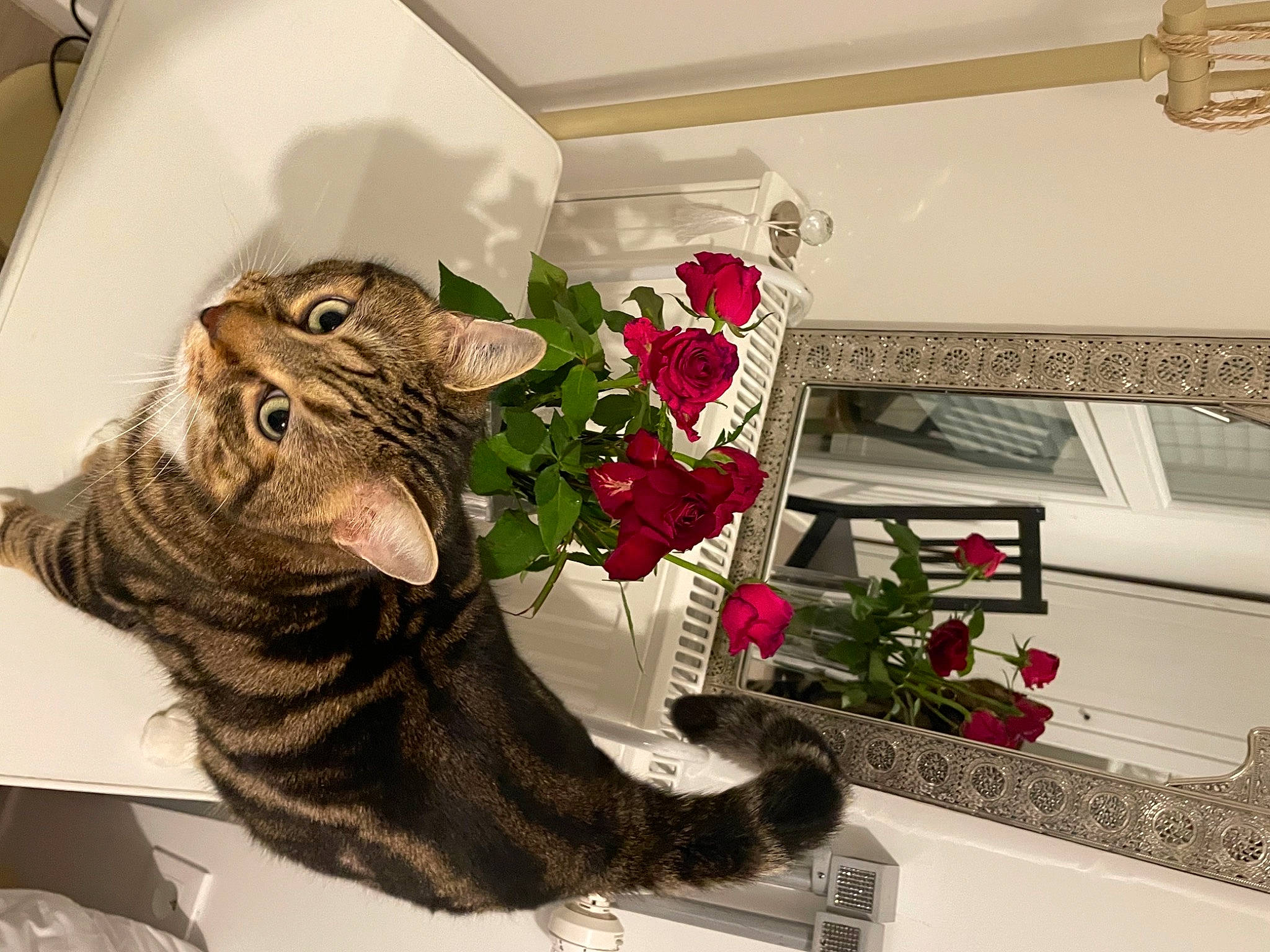 Tigrou participe au concours pour gagner de l'argent avec cette photo : carnivore, cat, comfort, domestic_short_haired_cat, felidae, flooring, flower, flower_arranging, fur, home, houseplant, interior_design, petal, plant, rectangle, room, small_to_medium_sized_cats, tail, whiskers, window