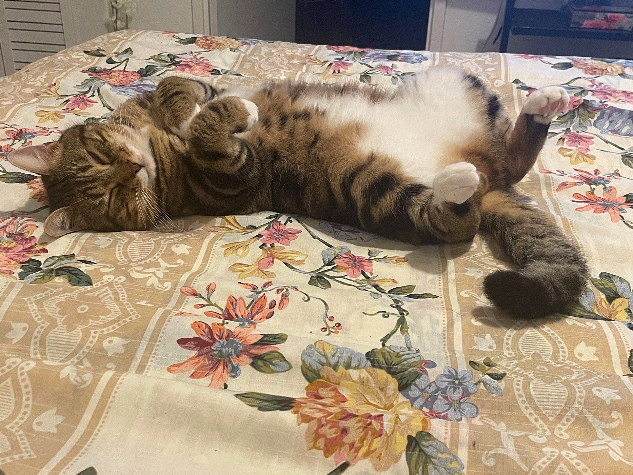 Tigrou participe au concours pour gagner de l'argent avec cette photo : bedding, carnivore, cat, comfort, couch, creative_arts, domestic_short_haired_cat, felidae, flooring, fur, linens, pattern, petal, room, small_to_medium_sized_cats, tablecloth, tail, textile, whiskers, wood