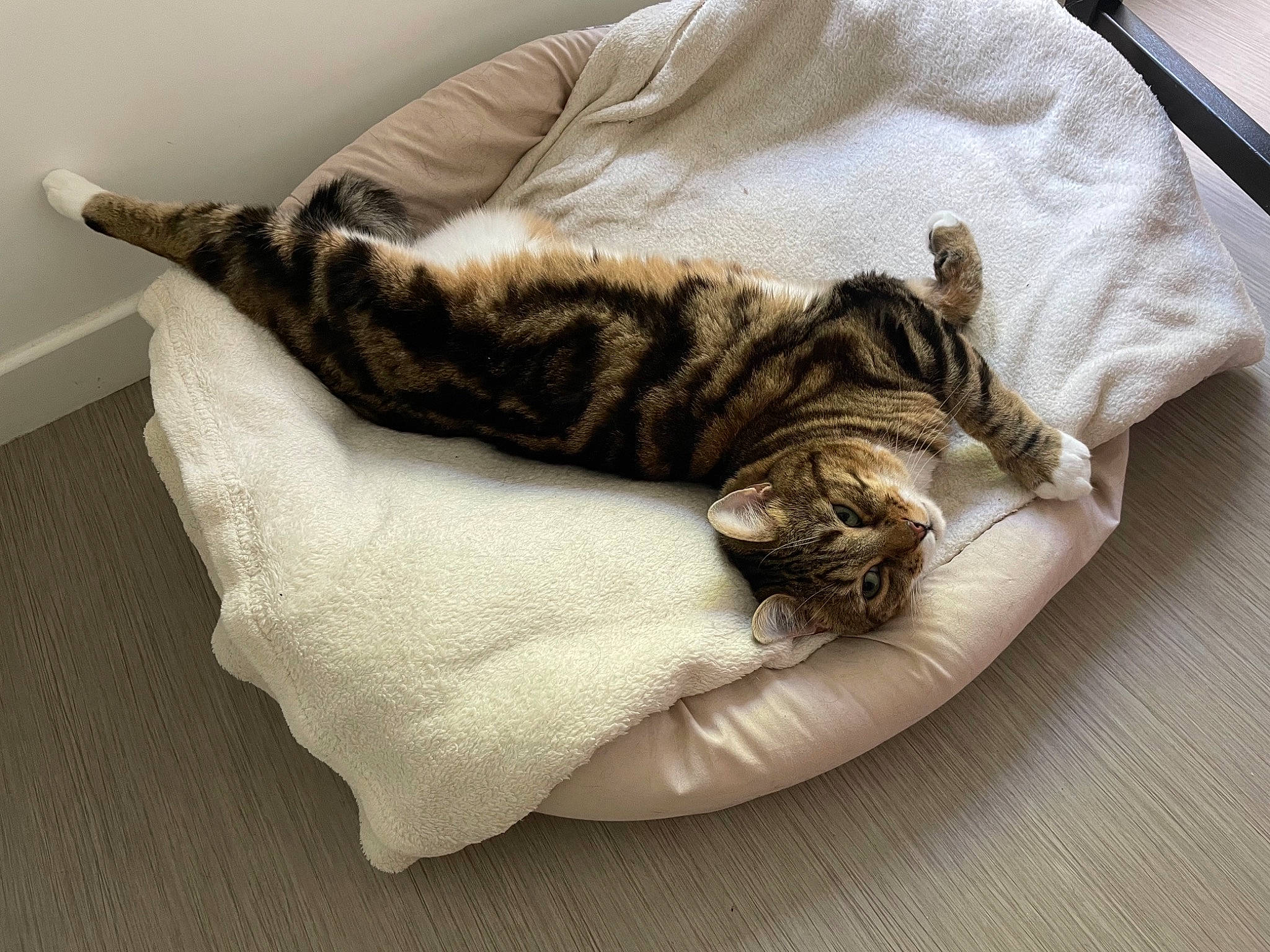 Tigrou participe au concours pour gagner de l'argent avec cette photo : bed, carnivore, cat, cat_bed, cat_supply, claw, comfort, domestic_short_haired_cat, felidae, fur, nap, pattern, paw, sleep, small_to_medium_sized_cats, snout, tail, terrestrial_animal, whiskers, wood