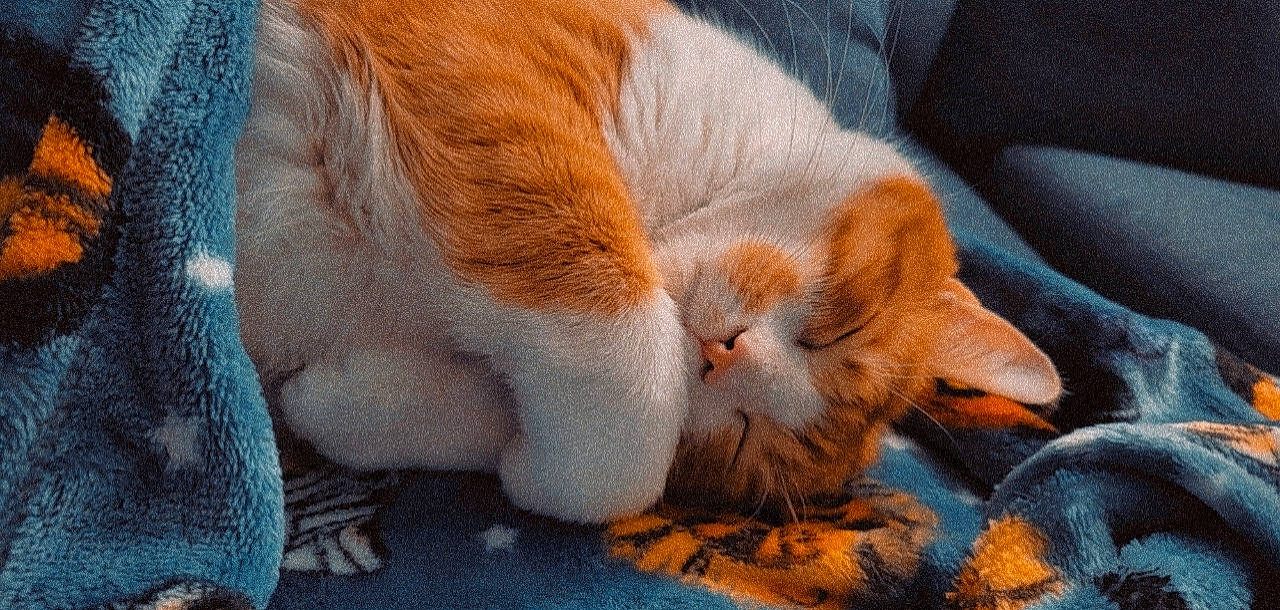 Crookshanks joined the competition — help win amazing prizes! carnivore, cat, claw, close_up, comfort, dog_breed, fawn, felidae, foot, human_leg, leg, mammal, orange, paw, small_to_medium_sized_cats, snout, tail, vertebrate, whiskers, wood