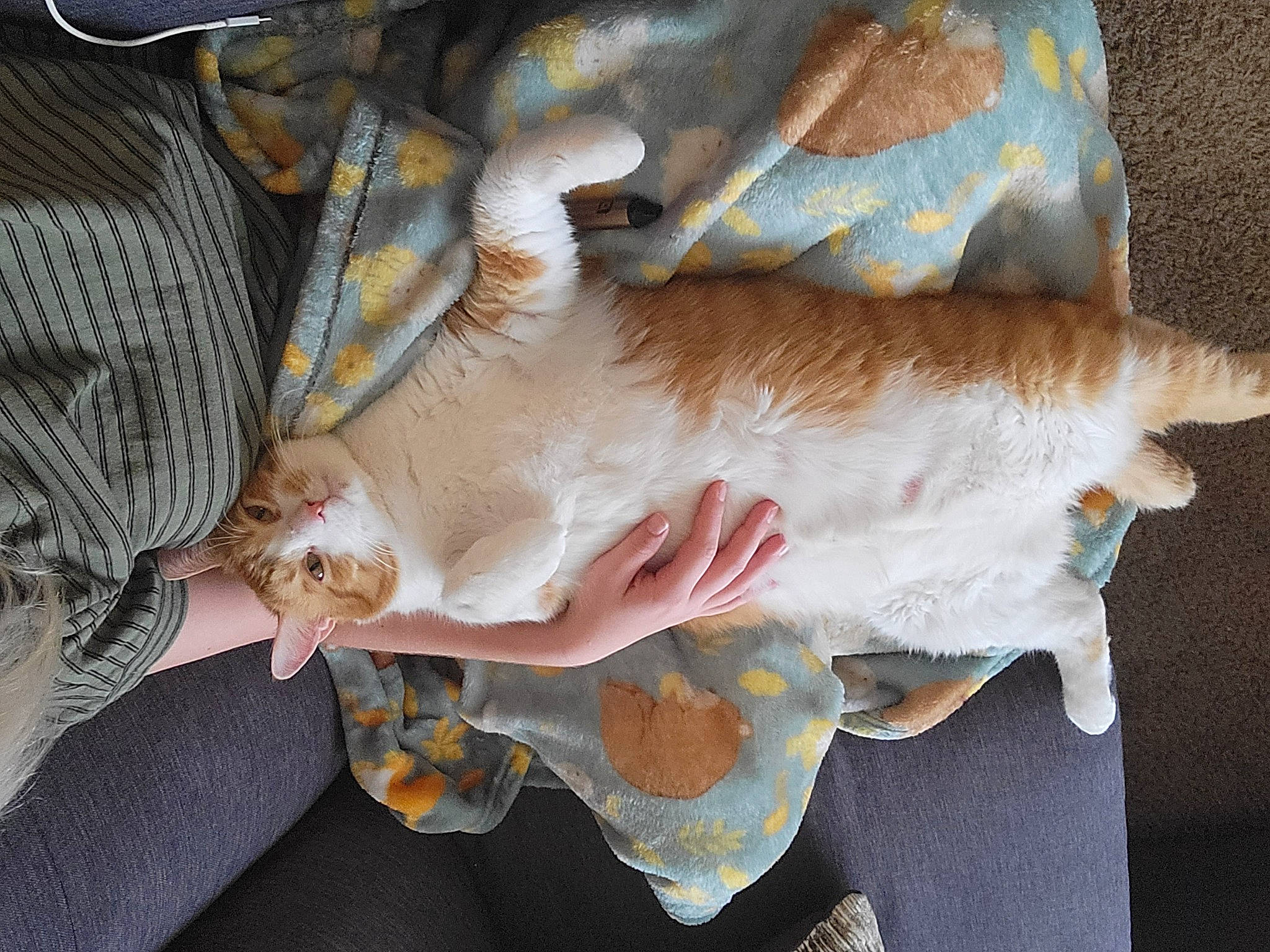 Crookshanks joined the competition — help win amazing prizes! animal_product, canidae, carnivore, child, companion_dog, dog_breed, fawn, feather, felidae, fur, fur_clothing, hand, leg, small_to_medium_sized_cats, snout, sporting_group, tail, toy, whiskers, wool