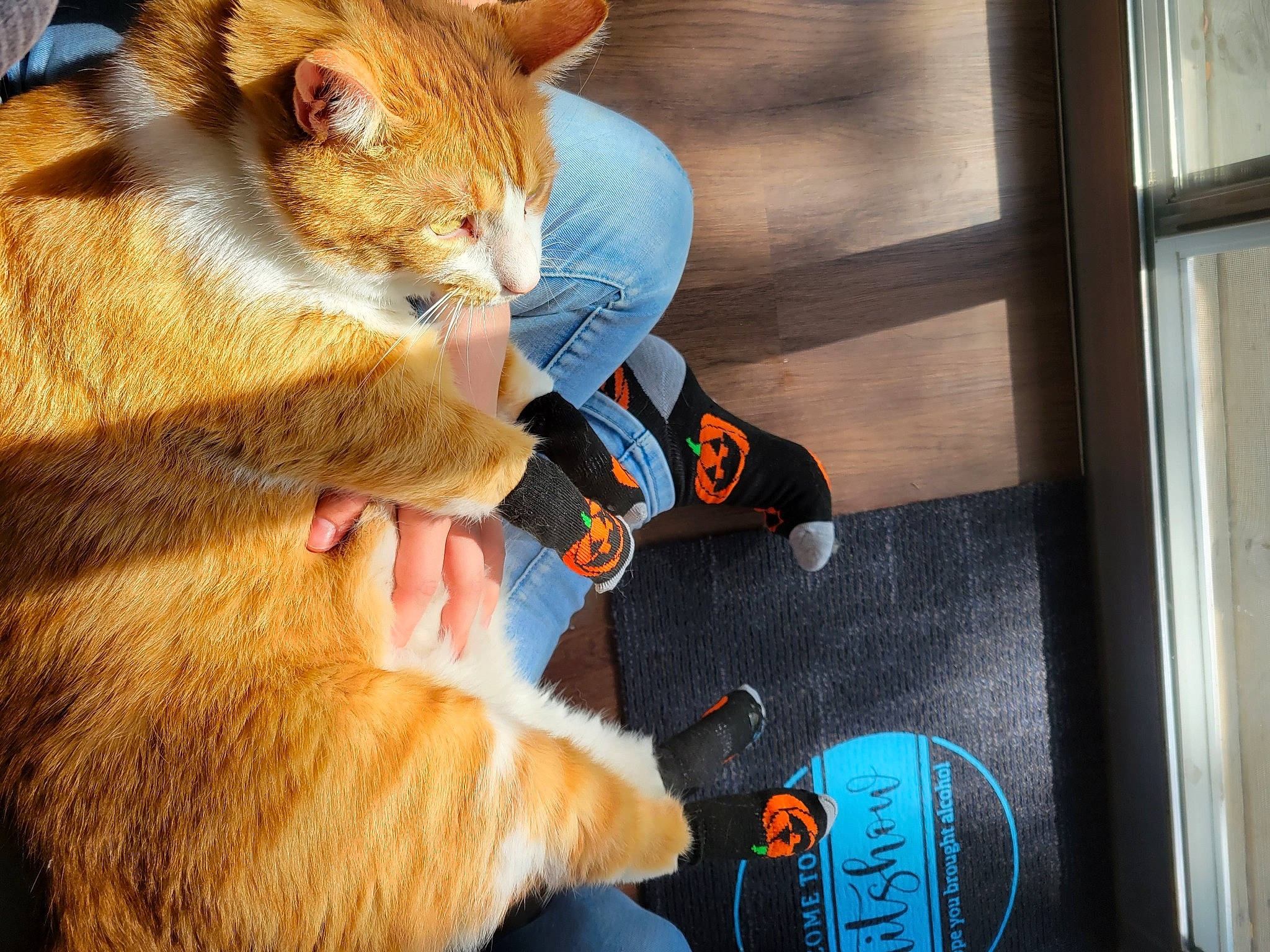 Crookshanks is registered to the contest to win money with this photo: beer, carnivore, cat, companion_dog, dog_breed, domestic_short_haired_cat, ear, fawn, felidae, fur, gesture, human_leg, lap, paw, selfie, sitting, small_to_medium_sized_cats, snout, tail, whiskers