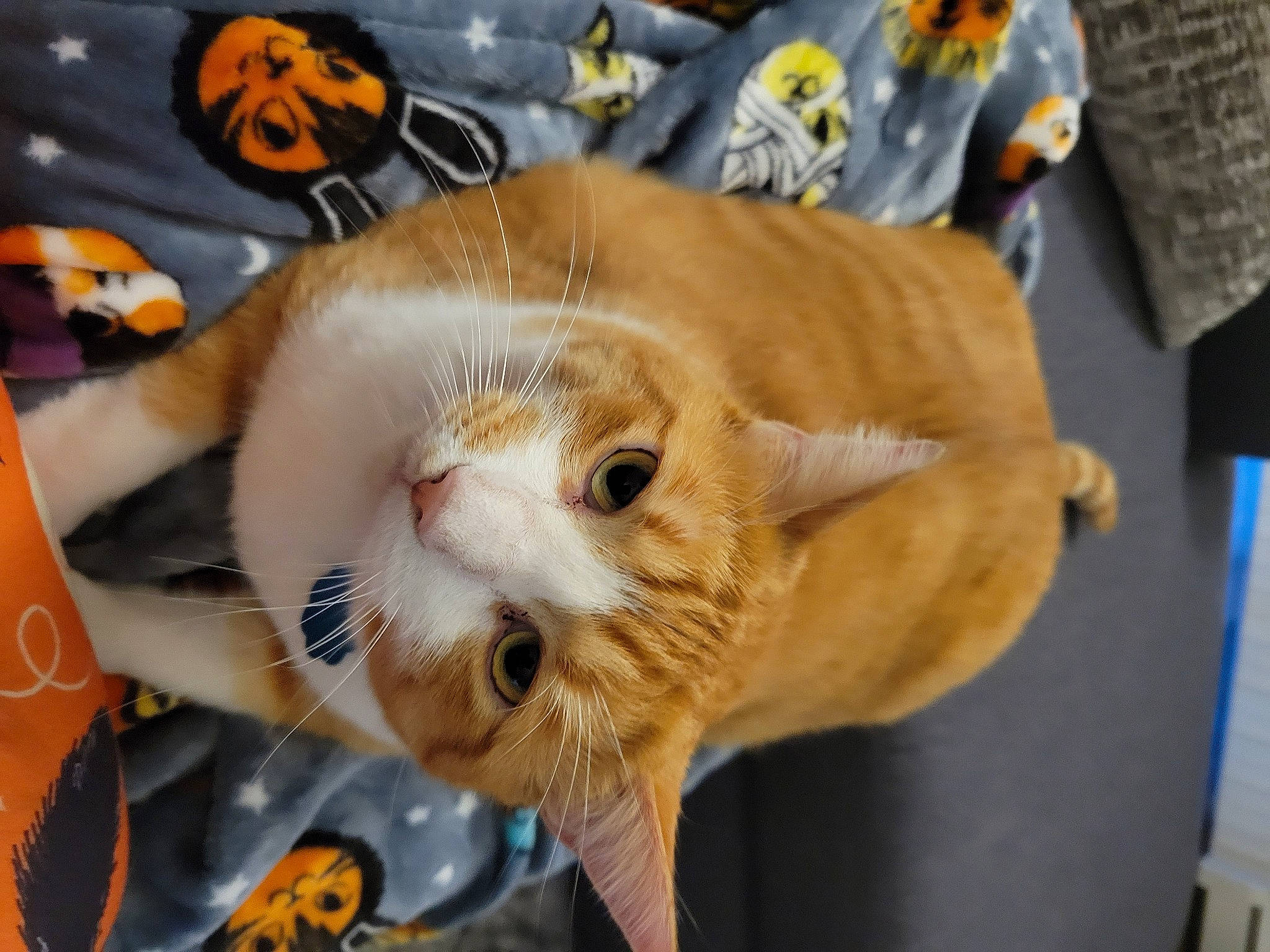 Crookshanks is registered to the contest to win money with this photo: carnivore, cat, claw, comfort, domestic_short_haired_cat, eye, fawn, felidae, fur, orange, paw, small_to_medium_sized_cats, snout, tail, whiskers