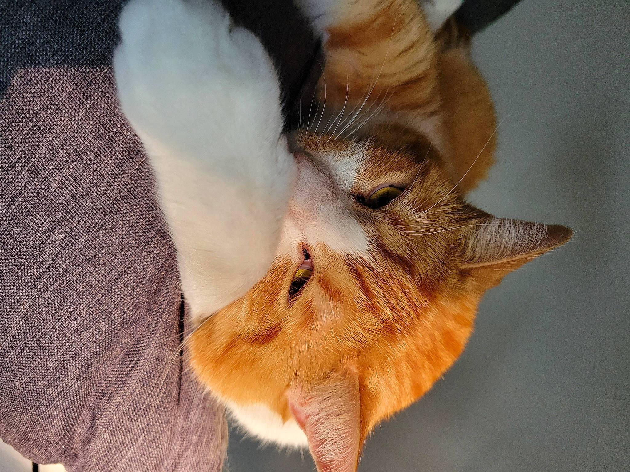 Crookshanks is registered to the contest to win money with this photo: canidae, carnivore, claw, companion_dog, dog_breed, domestic_short_haired_cat, fawn, felidae, fox, fur, paw, red_fox, small_to_medium_sized_cats, snout, tail, terrestrial_animal, tree, whiskers, window, wood