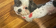 Milo joined the competition — help win amazing prizes! dog, pet, indoor, wooden_floor, bandana, black_and_white, cute, small_dog, looking_up, fur, canine, animal, companion, domestic, adorable, friendly, standing, eyes, snout, ears