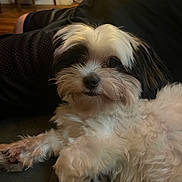 Milo joined the competition — help win amazing prizes! dog, pet, fluffy, white, black, couch, indoor, fur, animal, cute, relaxed, home, canine, sitting, portrait, companion, furry, domestic, laying, cozy
