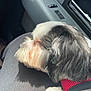 dog, pet, resting, car_interior, red_harness, black_and_white, sunlight, lap, fur, sleeping, close_up, canine, domestic_animal, shadow, window, seat, relaxation, companion, transportation, animal