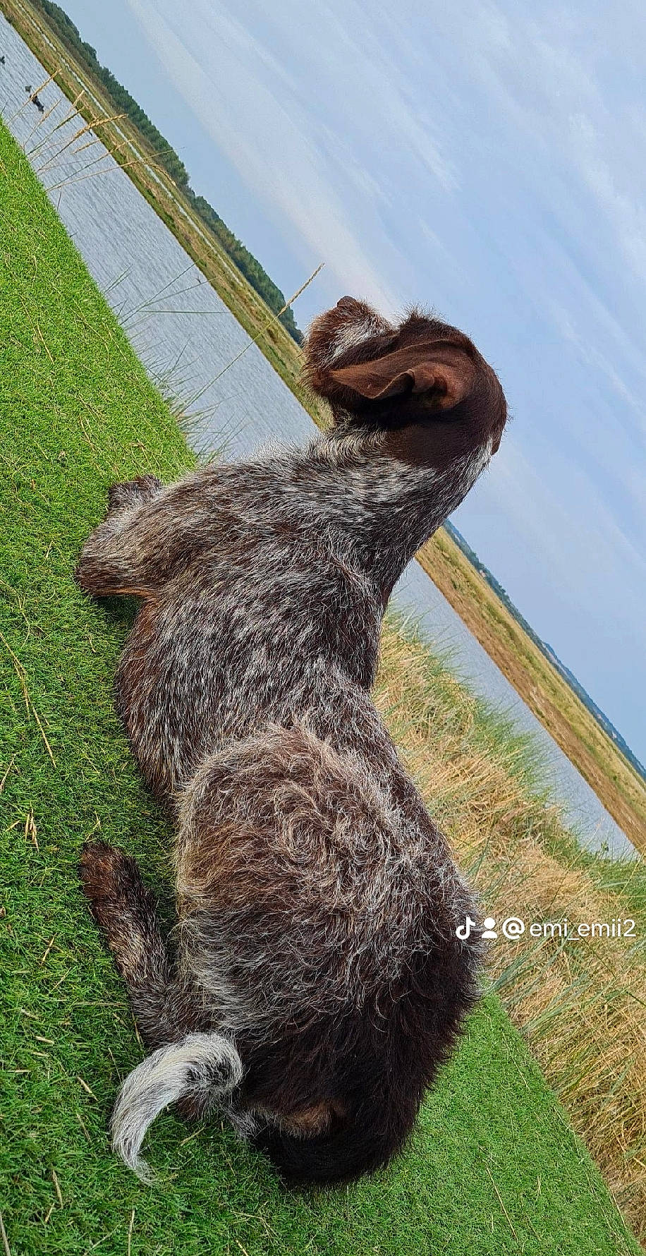 Pedro a rejoint le concours — aidez-le/la à gagner de superbes lots ! art, beak, cloud, environmental_art, fox_squirrel, fur, grass, grassland, military_camouflage, plant, rodent, sky, sloth, snout, sporting_group, tail, terrestrial_animal, trunk, wildlife, wood