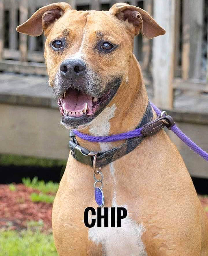 Chip