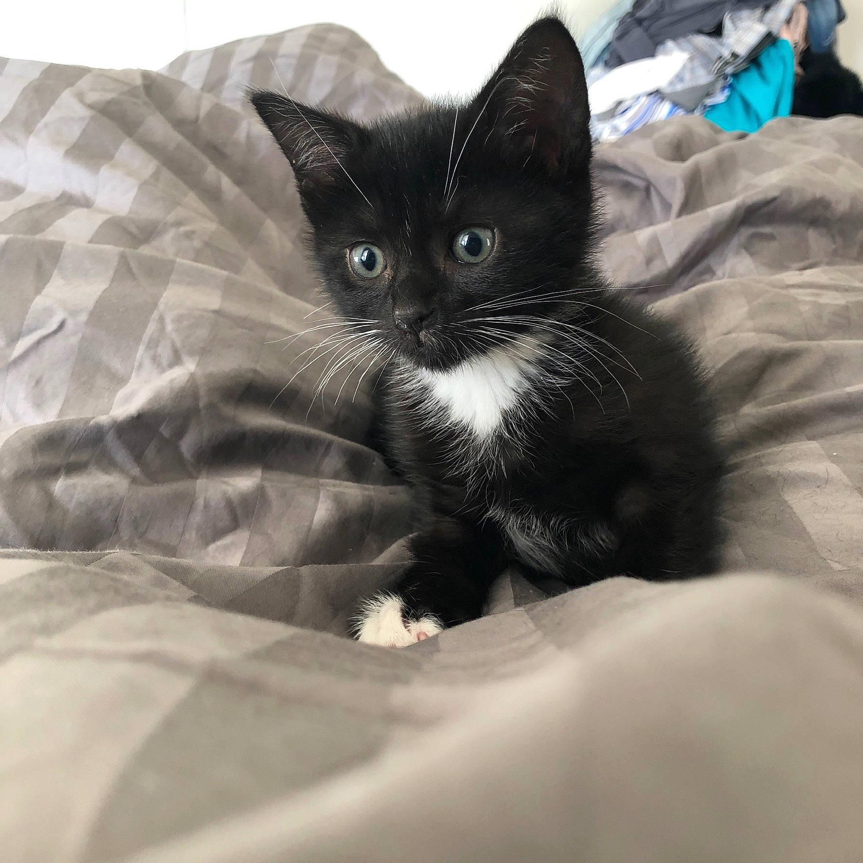 Boris joined the competition — help win amazing prizes! bedding, black_cat, carnivore, cat, comfort, domestic_short_haired_cat, eye, felidae, fur, grey, iris, linens, monochrome, monochrome_photography, paw, sitting, small_to_medium_sized_cats, snout, tail, whiskers