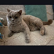 Chanel a rejoint le concours — aidez-le/la à gagner de superbes lots ! cat, gray_cat, feline, pet, indoor, couch, furniture, pillow, relaxed, laying, texture, cozy, home, domestic_animal, whiskers, ears, tail, fur, animal, resting