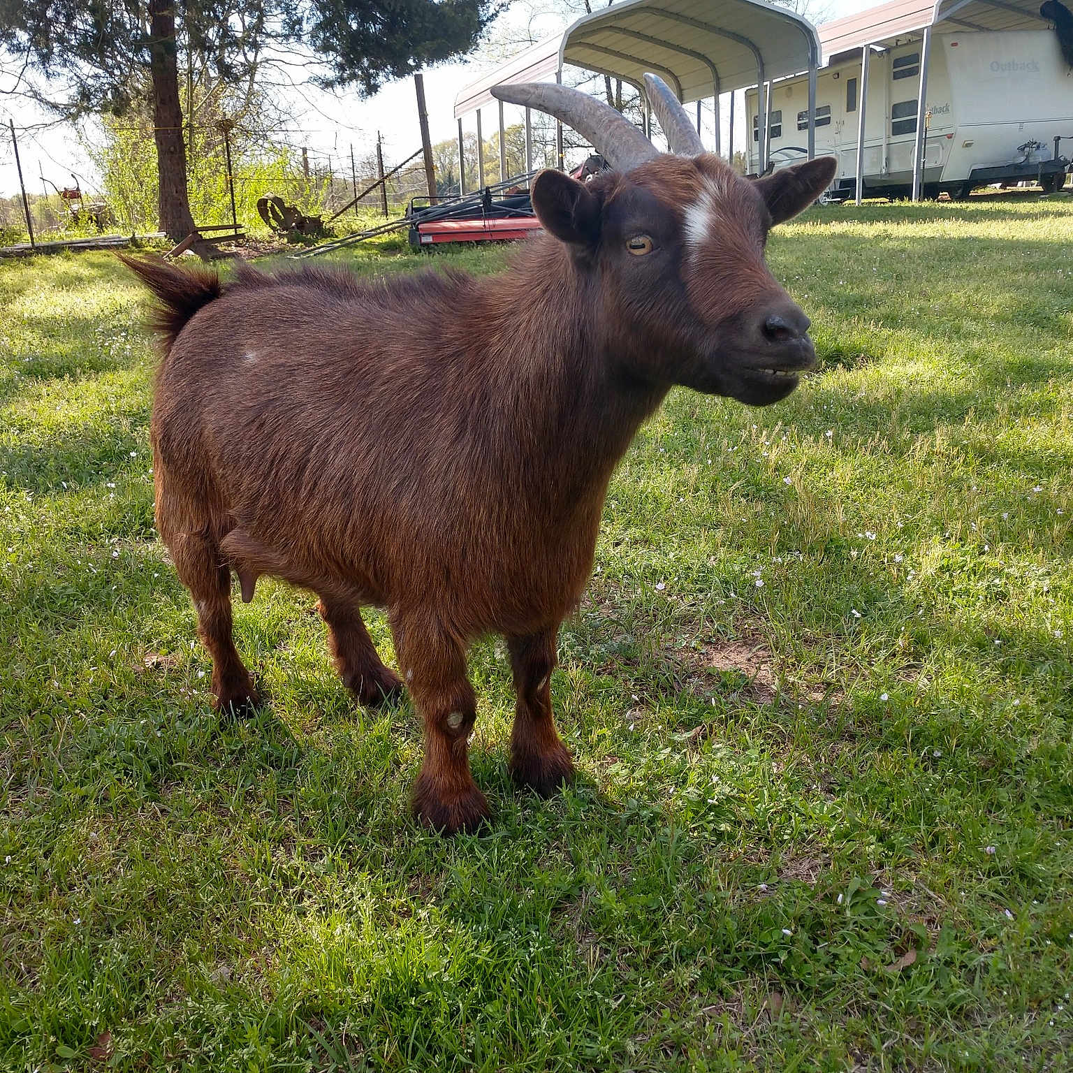 Avery joined the competition — help win amazing prizes! bovine, cow_goat_family, fawn, goat, goats, grass, livestock, mammal, pasture, plant, snout, vertebrate