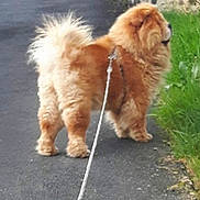 Ishka participe au concours pour gagner de l'argent avec cette photo : dog, fluffy_dog, golden_fur, long_hair, curled_tail, leash, walking, outdoors, path, grass, sidewalk, pavement, pet, companion_animal, small_dog, rear_view, standing, fur, tail, daylight