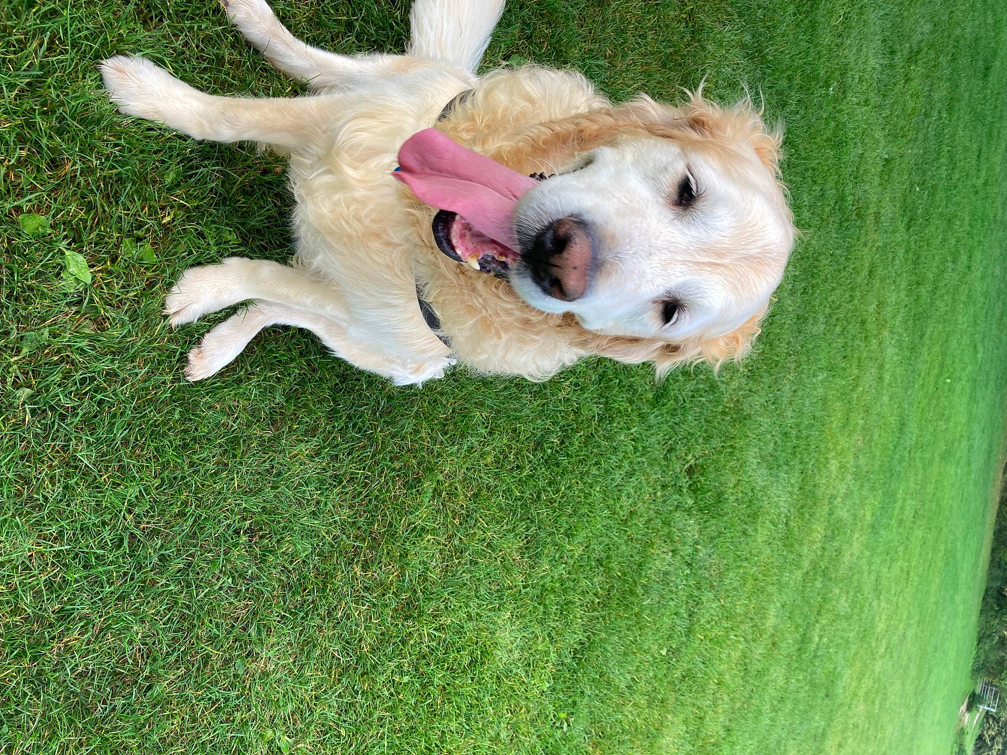 Archie joined the competition — help win amazing prizes! ball, canidae, carnivore, companion_dog, dog, dog_breed, dog_collar, dog_supply, fawn, fur, grass, green, lawn, non_sporting_group, paw, puppy, retriever, sporting_group, tail, working_animal