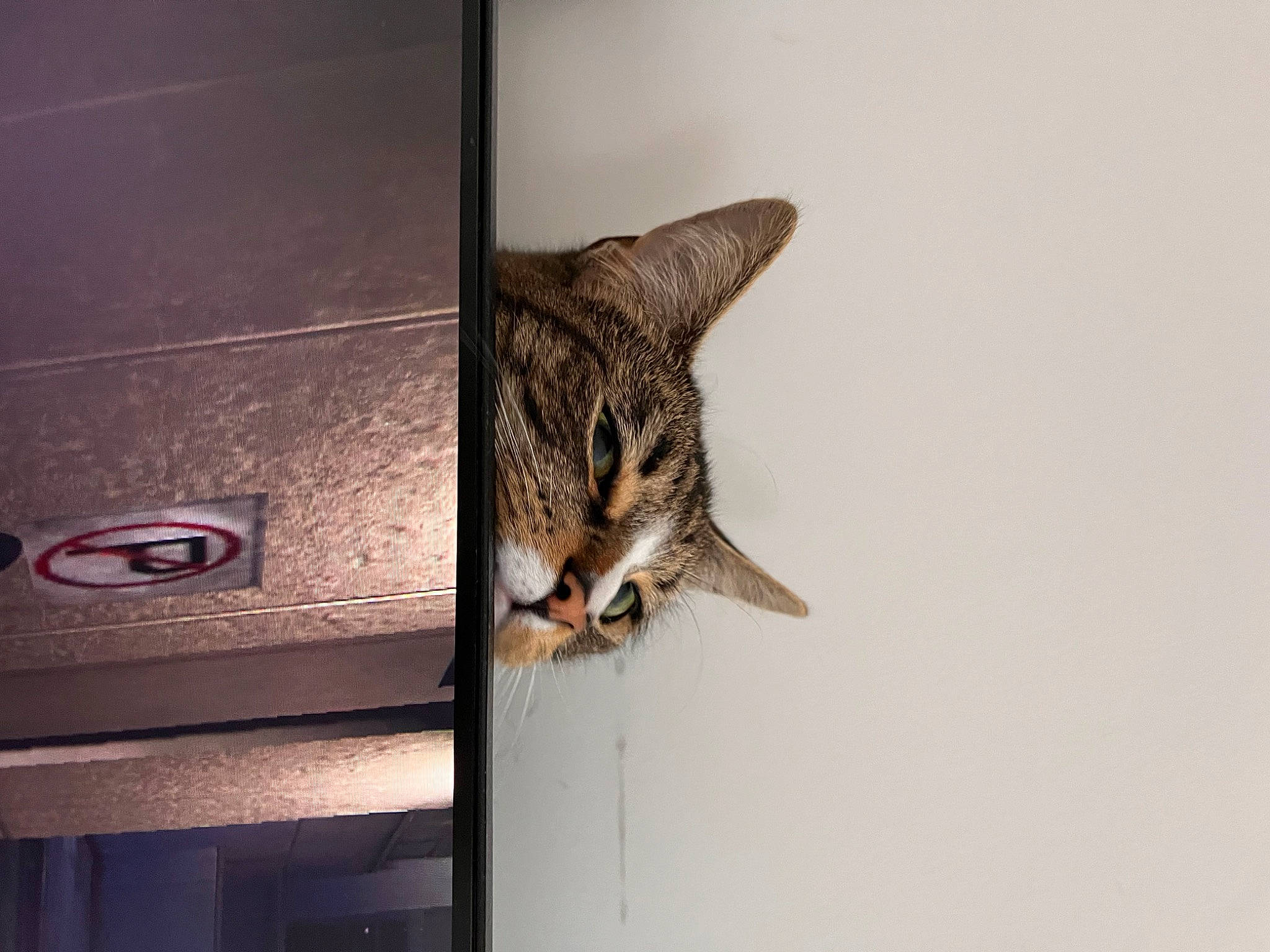 Apollo joined the competition — help win amazing prizes! carnivore, cat, domestic_short_haired_cat, felidae, fur, metal, small_to_medium_sized_cats, snout, tail, vehicle_door, whiskers, wildlife, wood