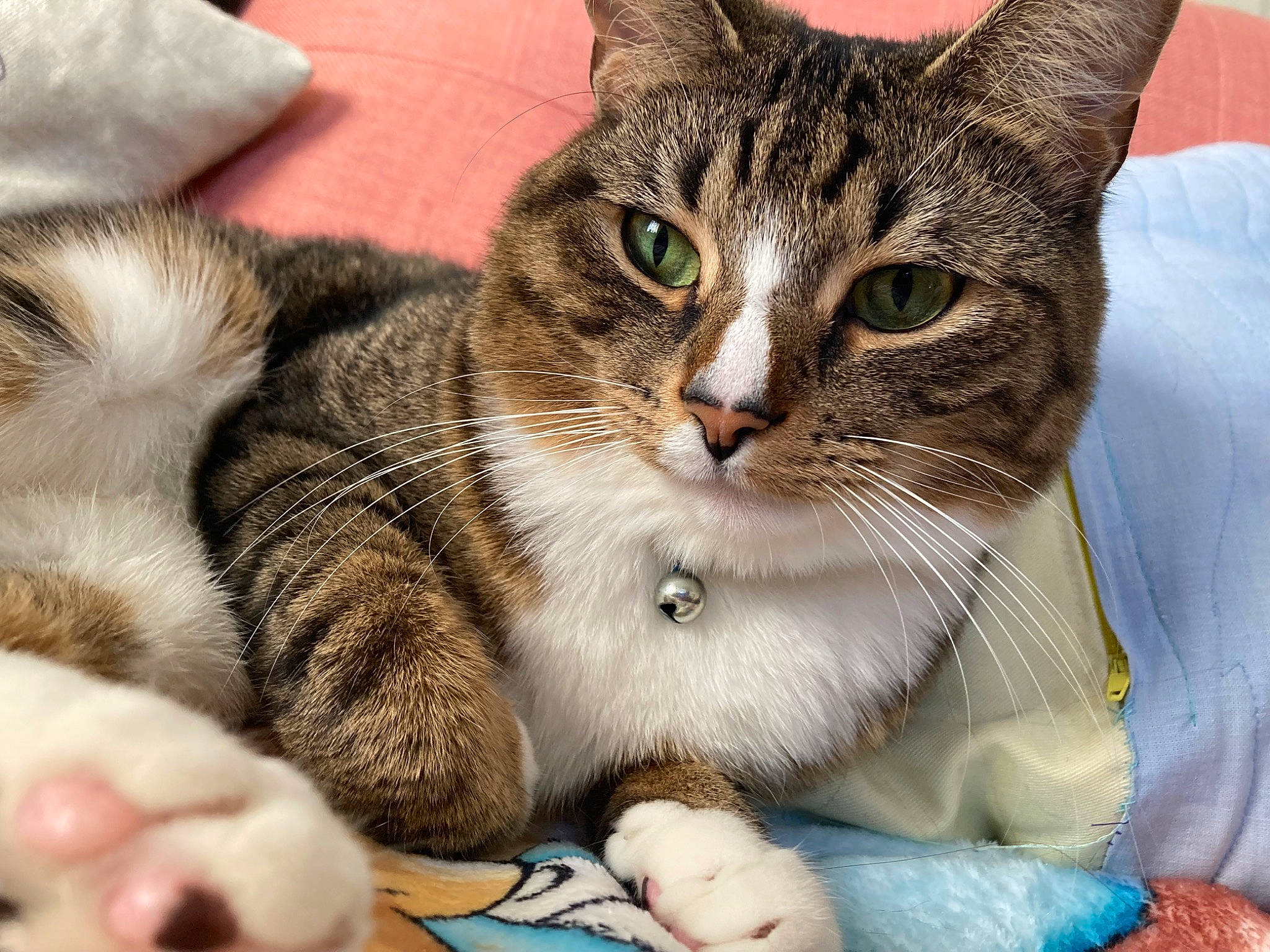 Apollo is registered to the contest to win money with this photo: carnivore, cat, cat_supply, claw, comfort, domestic_short_haired_cat, felidae, fur, paw, pet_supply, small_to_medium_sized_cats, snout, whiskers