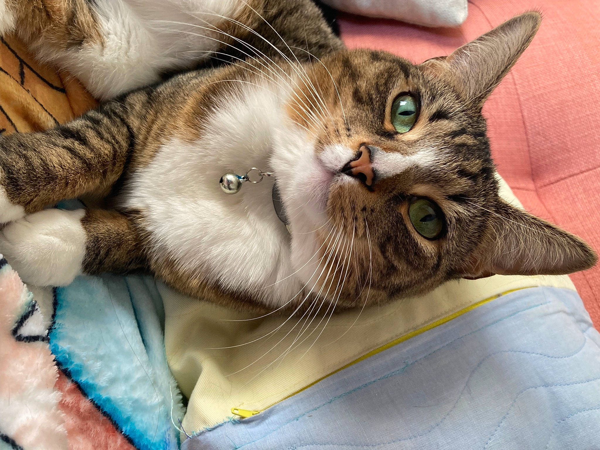 Apollo joined the competition — help win amazing prizes! carnivore, cat, cat_supply, claw, comfort, domestic_short_haired_cat, fang, fawn, felidae, fur, nap, paw, photography, sleep, small_to_medium_sized_cats, snout, tail, whiskers