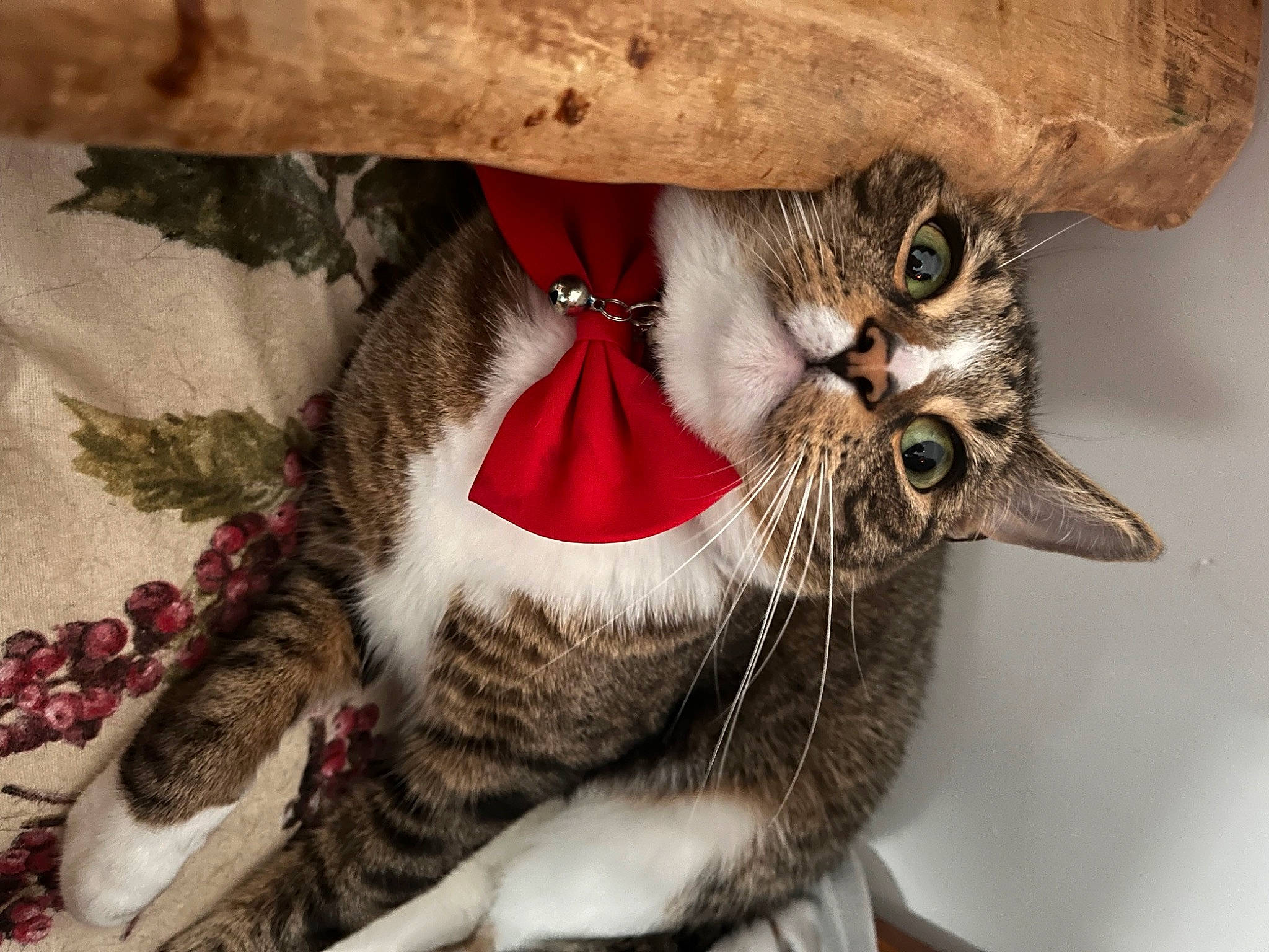 Apollo joined the competition — help win amazing prizes! carnivore, cat, christmas_ornament, collar, costume_hat, eyelash, eyewear, fashion_accessory, fawn, feather, felidae, fur, glasses, hat, small_to_medium_sized_cats, snout, sunglasses, tail, twig, whiskers