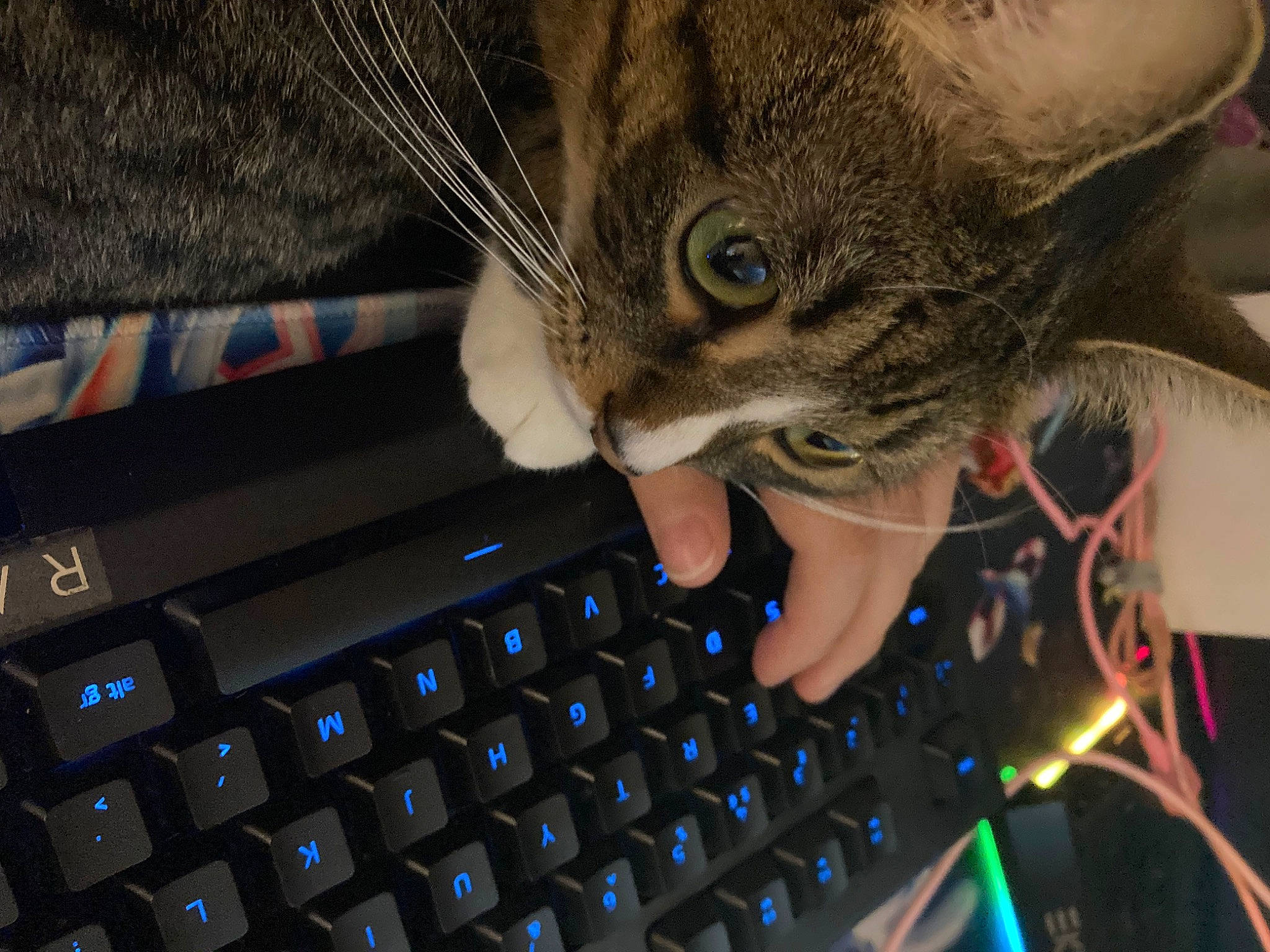 Apollo is registered to the contest to win money with this photo: carnivore, cat, computer, computer_hardware, computer_keyboard, felidae, finger, gesture, hand, input_device, laptop, nail, netbook, office_equipment, peripheral, personal_computer, small_to_medium_sized_cats, space_bar, touchpad, whiskers