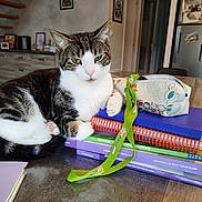 Poker a rejoint le concours — aidez-le/la à gagner de superbes lots ! cat, tabby_cat, notebooks, pencil_case, table, indoor, home, furniture, wooden_table, stack, stationery, relaxed, pet, animal, domestic_animal, green_eyes, calm, curious, living_room, interior