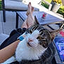 Poker a rejoint le concours — aidez-le/la à gagner de superbes lots ! cat, person, lap, outdoor, patio, furniture, legs, book, relaxing, sunlight, table, chair, watch, whiskers, closeup, resting, casual, reading, black_and_white_cat, sitting