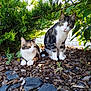 Poker participe au concours pour gagner de l'argent avec cette photo : cat, outdoor, greenery, bark_mulch, bush, pet, animal, nature, fur, whiskers, leaf, plant, sitting, lying, curious, daylight, garden, small_plant, closeup, two_cats