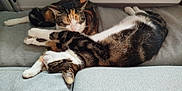 Poker participe au concours pour gagner de l'argent avec cette photo : cat, sleeping, feline, pet, couch, resting, tabby, calico, indoor, cozy, animal, fur, whiskers, cute, relaxed, laying, two_cats, companion, domestic, nap