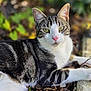 animal, background_blur, cat, closeup, cute, daylight, fur, green_eyes, leaf, mammal, nature, outdoor, paw, pet, pink_nose, relaxed, resting, stone, tabby, whiskers