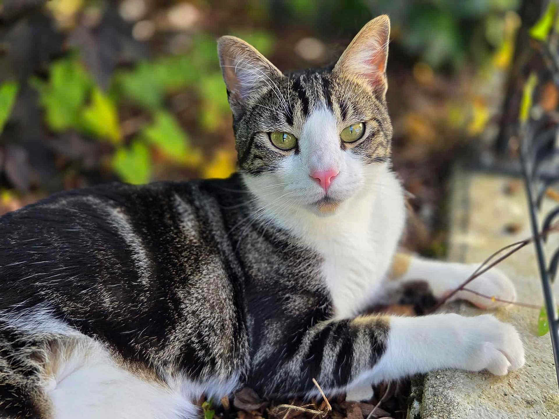 Poker participe au concours pour gagner de l'argent avec cette photo : cat, tabby, animal, pet, outdoor, nature, leaf, stone, fur, whiskers, pink_nose, relaxed, mammal, closeup, green_eyes, paw, resting, daylight, background_blur, cute